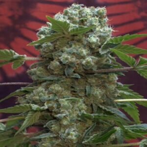 Buy AK-47 Feminized Seeds Online