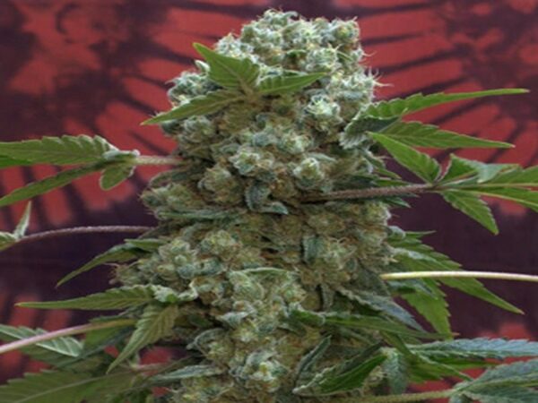 Buy AK-47 Feminized Seeds Online