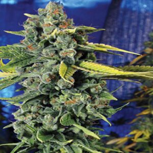 Order Blue Dream Feminized Seeds Online 