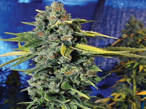 Order Blue Dream Feminized Seeds Online 