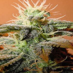 Bubblegum Feminized Seeds