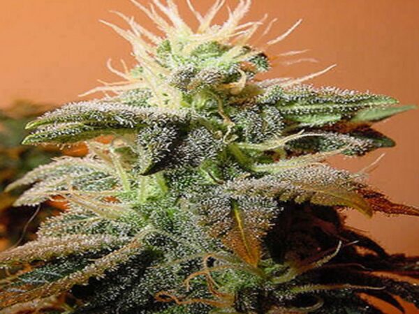 Bubblegum Feminized Seeds