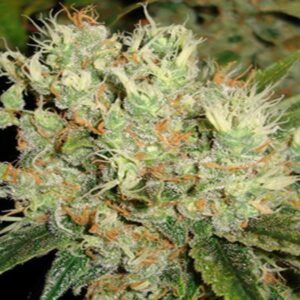 Purchase Sour Diesel Strain Feminized Seeds