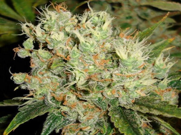 Purchase Sour Diesel Strain Feminized Seeds