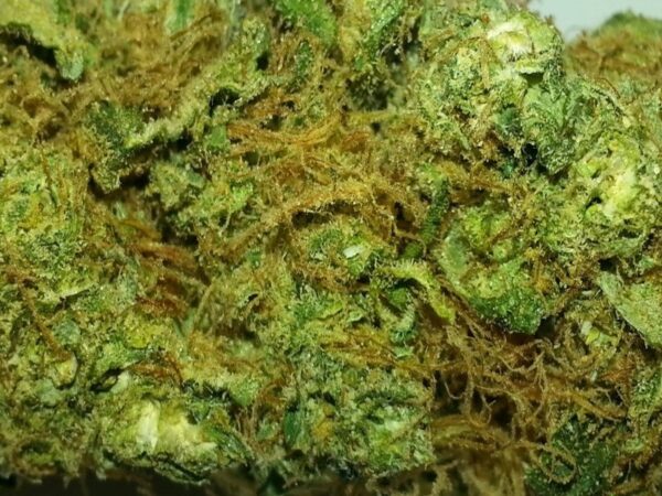 Buy Lemon Kush OG Online