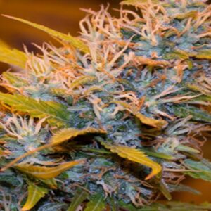 Buy Gold Leaf Feminized Seeds Online