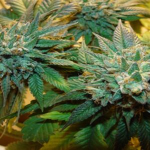 Buy OG Kush Feminized Seeds Online