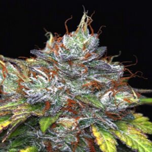 Purple Haze Feminized Seeds for Sale