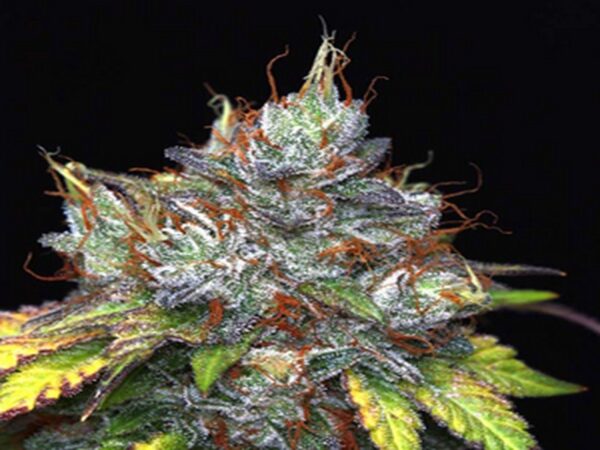 Purple Haze Feminized Seeds for Sale