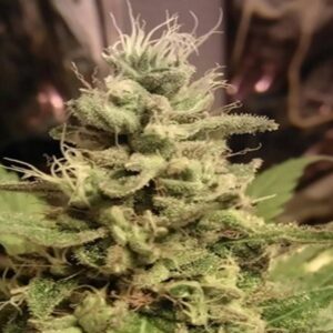 Purchase Strawberry Kush Feminized Seeds Online