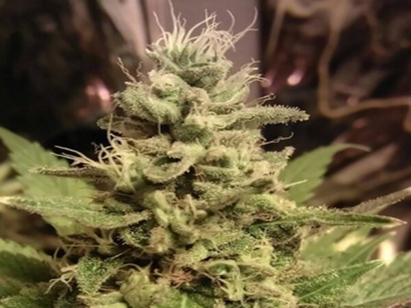 Purchase Strawberry Kush Feminized Seeds Online