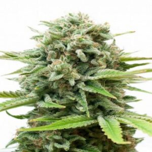 White Widow Feminized Seeds for Sale