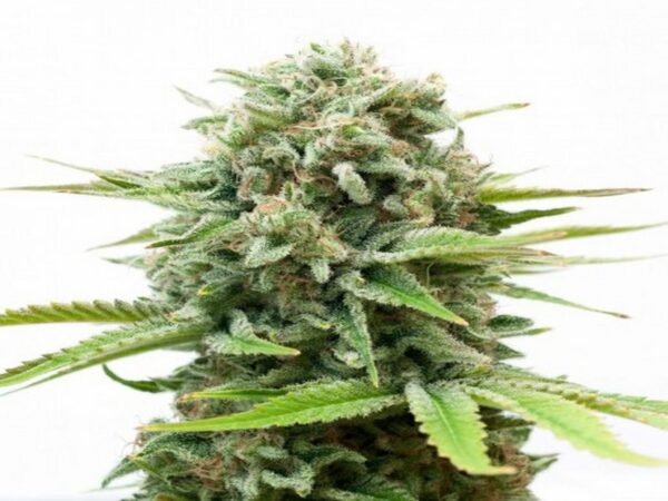 White Widow Feminized Seeds for Sale