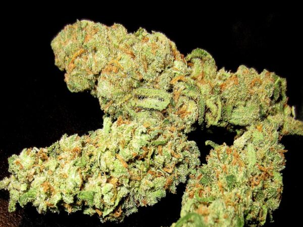 Buy XJ-13 strain Online